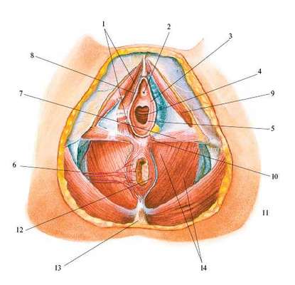 Анатомия женщины (строение женских половых органов) – полезные материалы ecomamochka.ru