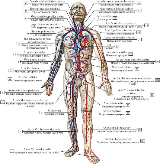 артериальная система человека схема