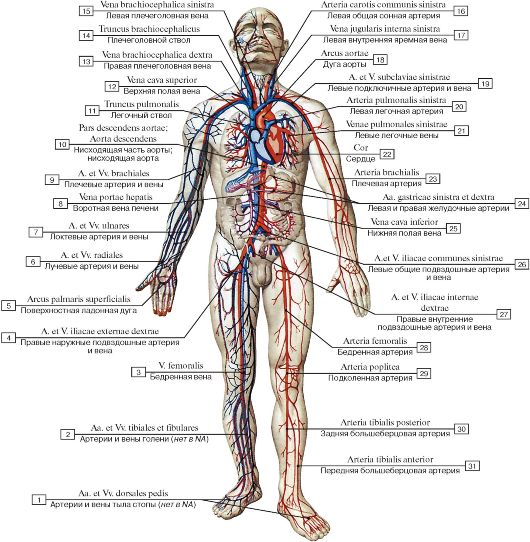 артерии человека схема