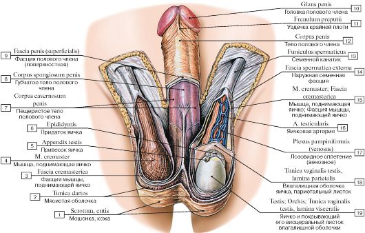Анатомическое строение мужских половых органов | 