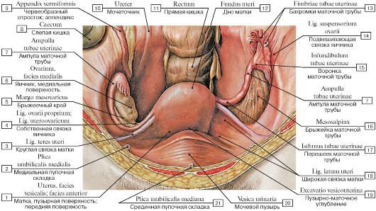 Анатомия и физиология женской половой системы