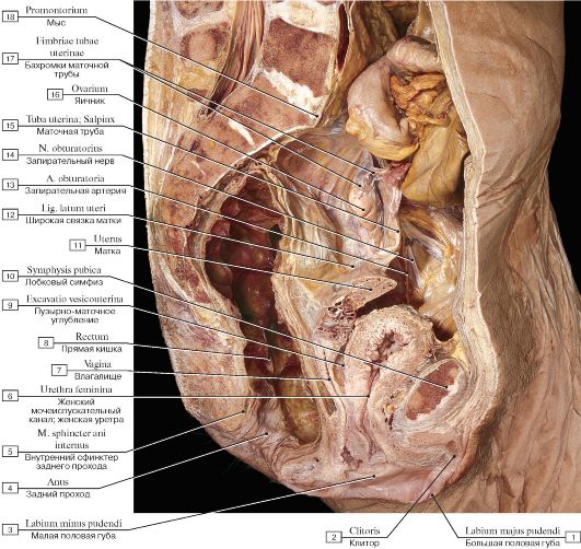 Анатомия женских половых органов