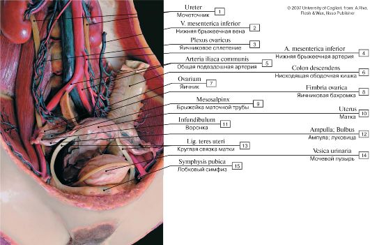 Строение женской репродуктивной системы и таза: иллюстрации с надписями | e-Anatomy