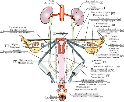 Папилломы половых органов