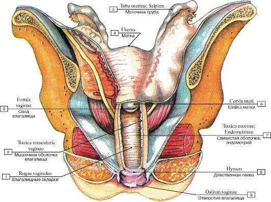 Женские половые органы - наружные и внутренние