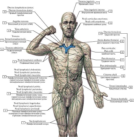 Лимфатическая Система Человека Схема Фото