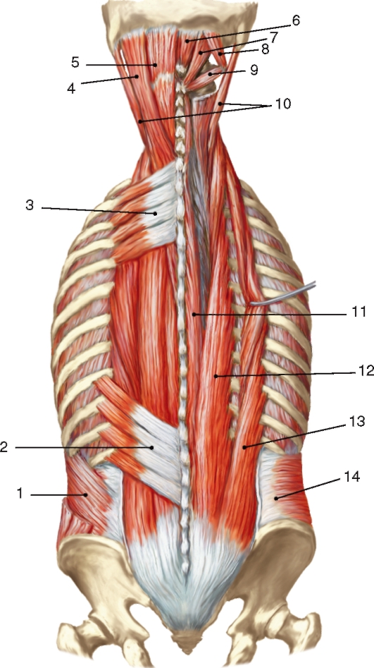 Мышцы Спины Анатомия Фото Telegraph