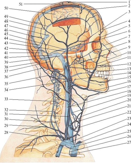 Вены головы и шеи схема