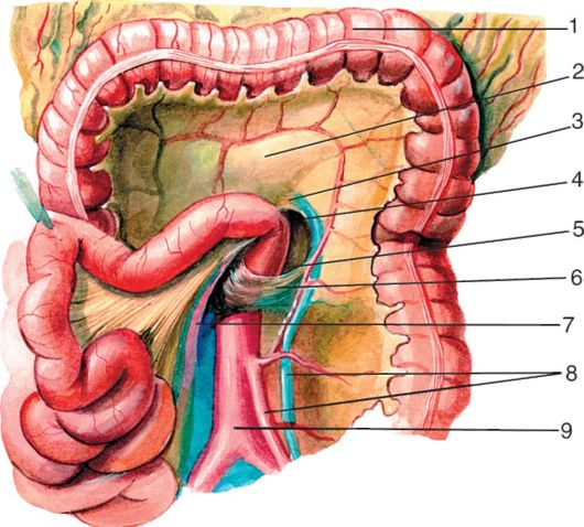 Hepar pancreas peritoneum Hasreg hasfal szerkezete Dr Szuk