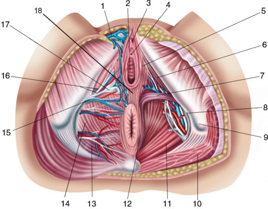 Анатомия женского таза (лапароскопия)