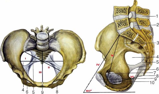 Строение женской репродуктивной системы и таза: иллюстрации с надписями | e-Anatomy