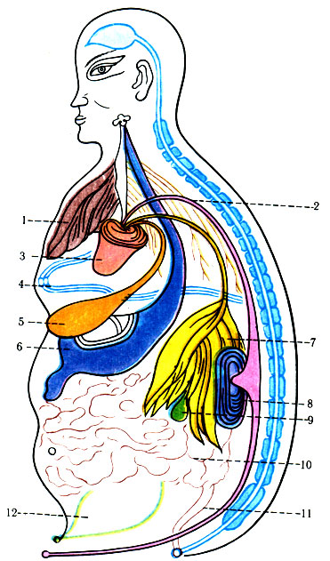 2. Анатомическая схема человека по представлению древних китайцев. 1 - легкие; 2 - большая артерия; 3 - сердце; 4 - диафрагма, 5 - селезенка; 6 - желудок; 7 - печень; 8 - почка; 9 - желчный пузырь; 10 - кишки; 11 - прямая кишка; 12 - матка