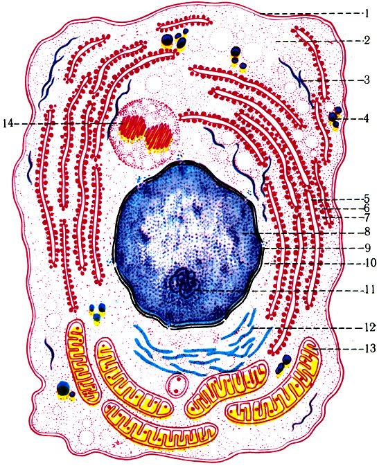 5. Схема субмикроскопического строения фиксированной клетки. 1 - оболочка клетки; 2 - гиалоплазма; 3 - внутриклеточные нити; 4 - липоидные гранулы; 5 - эргастоплазма и в ней: 6 - альфа-цитомембраны; 7 - рибосомы; 8 - ядра; 9 - поры в ядерной оболочке; 10 - ядерная оболочка; 11 - ядрышко; 12 - внутриклеточный сетчатый аппарат; 13 - митохондрий; 14 - центриоли