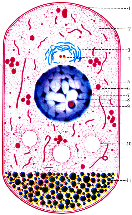 6. Схема строения фиксированной клетки при световой микроскопии. 1 - оболочка клетки; 2 - цитоплазма; 3 - внутриклеточный сетчатый аппарат; 4 - клеточный центр; 5 - митохондрии; 6 - белковые гранулы; 7 - ядро с оболочкой; 8 - глыбки хроматина; 9 - ядрышко; 10 - вакуоли; 11 - липоидные гранулы
