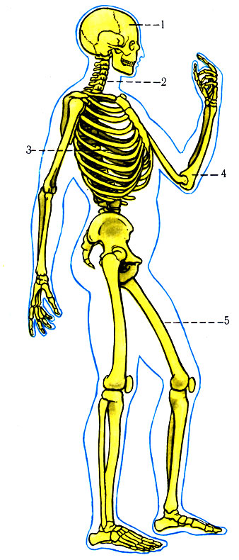 23. Части тела и его отделы. 1 - голова (отделы: мозговой и лицевой); 2 - шея (отделы: собственно шея - спереди, выя - сзади); 3 - туловище (отделы: спина, грудь, живот, таз); 4 - верхняя конечность (отделы: подмышка, плечо, локоть, предплечье, кисть); 5 - нижняя конечность (отделы: бедро, колено, голень, стопа)