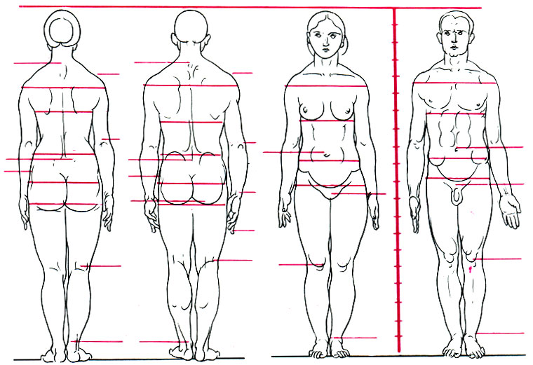 24. Пропорции мужского и женского тела спереди и сзади (по Грицеску). Относительные значения, вычисленные, исходя из высоты тела, равной 100. Пропорциональные фигуры при их сравнении со стандартным ростом указывают на различные половые особенности. Женская голова оказывается относительно большей. Грудная клетка женщины сравнительно длиннее и расстояние между пупком и лобковым сочленением является увеличенным. Расстояние между акромионами и подвздошными гребнями указывает на обратные пропорции по сравнению с телом мужчины. Ширина женского таза и талии подчеркивается узкой грудной клеткой. Максимальная ширина женского таза отмечается ниже вертлужной впадины