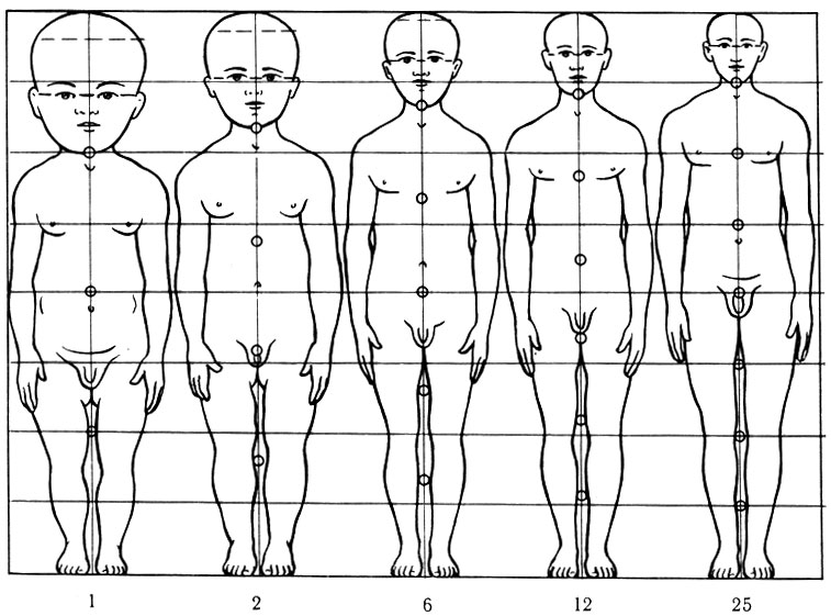 28. Схема изменений пропорций частей тела в различные возрастные периоды (по Stratz)
