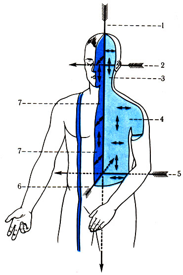 29. Схема осей и плоскостей в теле человека (по В. П. Воробьеву). 1 - вертикальная ось; 2 - поперечная ось; 3 - фронтальная плоскость; 4 - линии, лежащие во фронтальной плоскости; горизонтальные и вертикальные; 5 - фронтальная ось; 6 - сагиттальная ось; 7 - линии, лежащие в сагиттальной плоскости