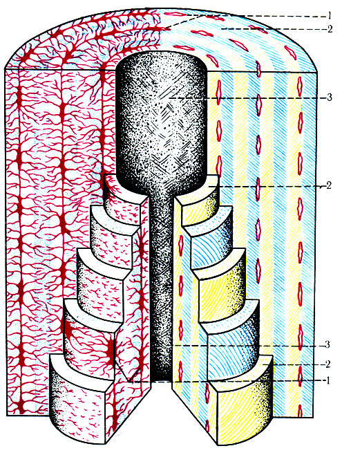 31. Схема остеона (по Brans). 1 - костные клетки; 2 - промежуточное вещество; 3 - гаверсов канал