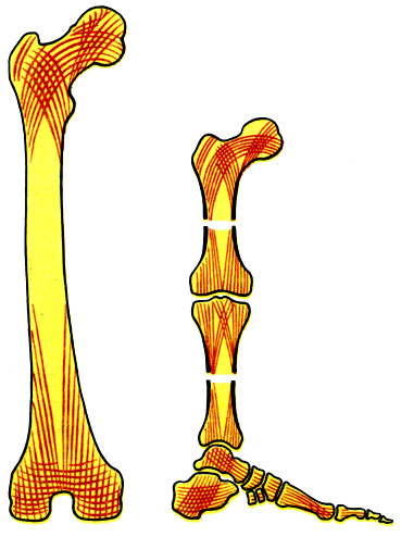 33. Схема распространения сил давления по пластинкам губчатого вещества нижней конечности (по Tittel)
