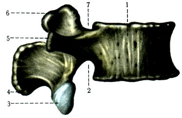 36. Поясничный позвонок (III). 1 - corpus vertebrae; 2 - incisura vertebralis inferior; 3 - processus articularis inferior; 4 - processus spinosus; 5 - processus costarius; 6 - processus articularis superior; 7 - incisura vertebralis superior