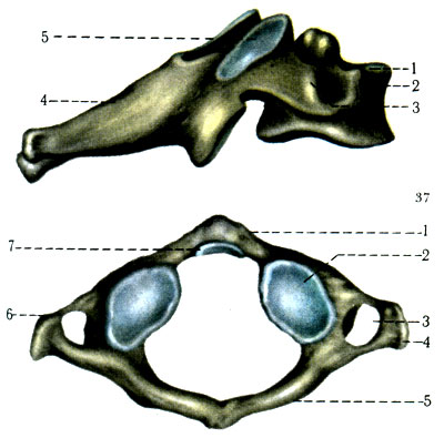 37, 38. Шейный позвонок (VI). 1 - corpus vertebrae; 2 - tuberculum anterius; 3 - tuberculum posterius; 4 - processus spinosus; 5 - processus articularis superior. 38. Шейный позвонок (I). 1 - arcus anterior; 2 - fovea articularis inferior; 3 - for. transversarium; 4 - processus transversus; 5 - arcus posterior; 6 - processus costarius; 7 - fovea dentis