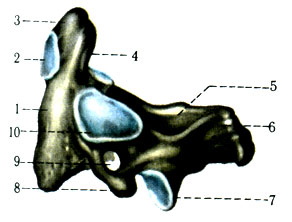 39. Шейный позвонок (II). 1 - corpus vertebrae; 2 - fades articularis anterior; 3 - dens; 4 - fades articularis posterior; 5 - lamina arcus vertebrae; 6 - processus spinosus; 7 - processus articularis inferior; 8 - processus transversus; 9 - for. transversarium; 10 - fades articularis superior)