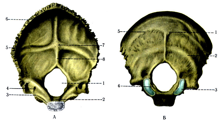 45. Затылочная кость. А - вид изнутри: 1 - for. occipitale magnum; 2 - clivus; 3 - sulcus sinus petrosi inferioris; 4 - canalis condilaris; 5 - sulcus sinus transversa 6 - sulcus sinus sagittalis superioris; 7 - protuberantia occipitalis interna; 8 - crista occipitalis interna. Б - вид снаружи: 1 - protuberantia occipitalis exsterna; 2 - linea nuc-hae inferior; 3 - condylus occipitalis; 4 - pars lateralis; 5 - linea nuchae superior