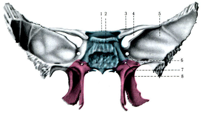 46. А. Клиновидная кость (os sphenoidale), вид спереди. 1 - corpus ossis sphenoidalis; 2 - dorsum sellae; 3 - ala minor; 4 - fissura orbitalis superiori; 5 - ala major; 6 - far. rotundum; 7 - canalis pterygoideus; 8 - processus pterygoideus