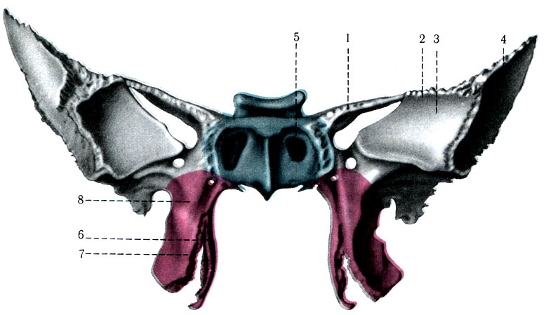 46. Б. Клиновидная кость (вид сзади). 1 - ala minor; 2 - ala major; 3 - fades orbitalis; 4 - fades temporalis; 5 - apertura sinus sphenoidalis; 6 - lamina lateralis; 7 - lamina medialis; 8 - processus pterygoideus