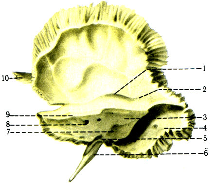 51 А. Височная кость правая (вид изнутри). 1 - eminentia arcuata; 2 - tegmen tympani; 3 - pars petrosa; 4 - sulcus sinus sigmoidei; 5 - apertura externa canaliculi cochleae; 6 - processus styloideus; 7 - apertura externa aqueductus vestibuli; 8 - porus acusticus internus; 9 - sulcus sinus petrosi superioris; 10 - processus zygomaticus