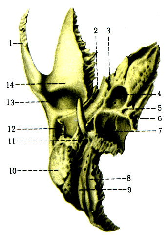 51 Б. Височная кость правая (вид снизу). 1 - processus zygomaticus; 2 - fissura petrosquamosa; 3 - canalis musculotubarius; 4 - for. caroticum externtum; 5 - fossula petrosa; 6 - apertura externa canaliculi cochleae; 7 - fossa jugularis; 8 - sulcus arteriae occipitalis; 9 - incisura mastoidea; 10 - processus mastoideus; 11 - for, stylomastoideum; 12 - meatus acusticus externus; 13 - fossa mandibularis; 14 - tuberculum articulare