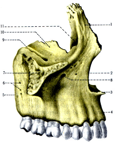 52. Верхняя челюсть правая. 1 - processus frontalis; 2 - incisura nasalis; 3 - spina nasalis anterior; 4 - arcus alveolaris; 5 - tuber maxillae; 6 - forr. alveolaria; 7 - processus zygomaticus; 8 - for, infraorbital; 9 - sulcus infraorbitalis; 10 - fades orbitalis; 11 - sulcus lacrimalis