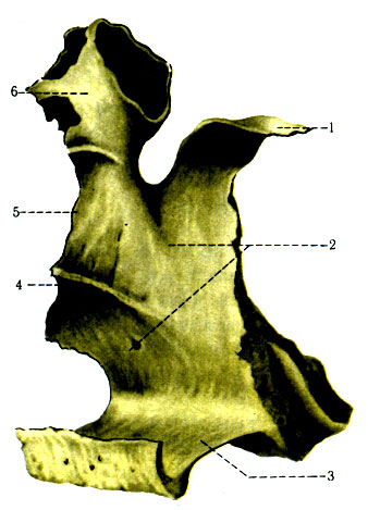 54. Небная кость (os palatinum) изнутри. 1 - processus sphenoidalis; 2 - facies nasalis; 3 - lamina horizontalis; 4 - crista conchalis; 5 - lamina perpendicularis