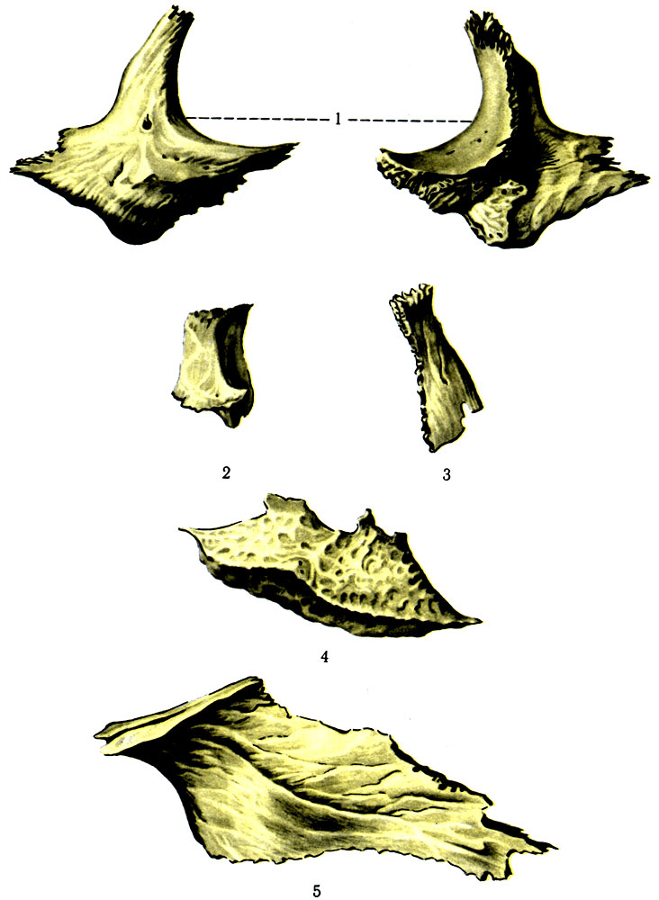 55. Мелкие кости лицевого черепа. 1 - os zygomaticum; 2 - os lacrimale; 3 - os nasale; 4 - concha nasalis inferior; 5 - vomer