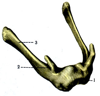 57. Подъязычная кость. 1 - corpus; 2 - cornu minus; 3 - cornu majus