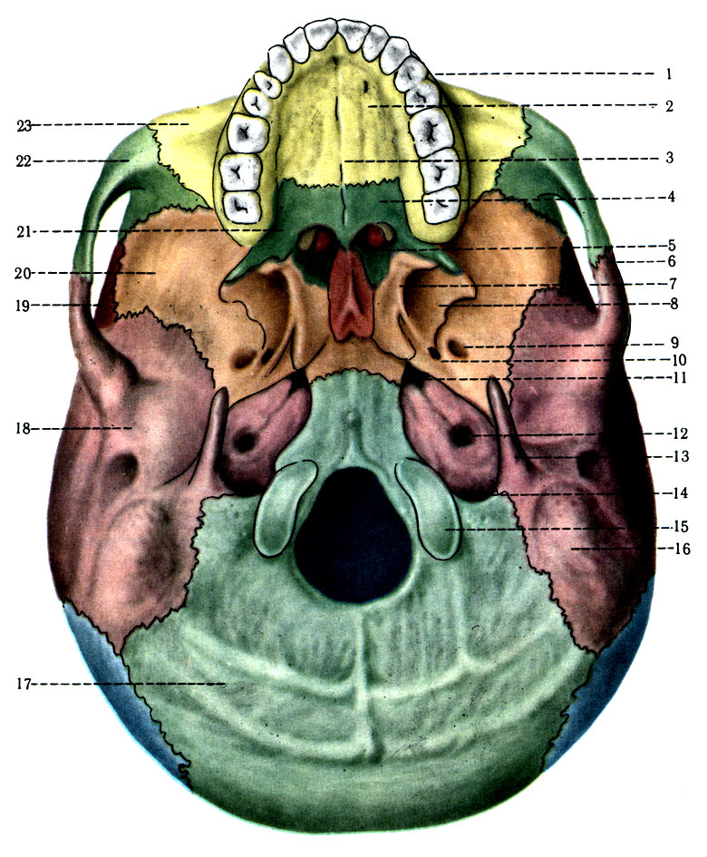 58. Наружное основание черепа. 1 - maxilla; 2 - processus palatinus; 3 - sutura palatina mediana; 4 - lamina horizontalis ossis palatini; 5 - choanae; 6 - arcus zygomaticus; 7 - lamina medialis processus pterygoidei; 8 - lamina lateralis; 9 - for. ovale; 10 - for. spinosum; 11 - for. lacerum; 12 - for. caroticum externum; 13 - processus styloideus; 14 - for. jugulare; 15 - condylus occipitalis; 16 - processus mastoideus; 17 - os occipitale; 18 - os tempo rale; 19 - os parietale; 20 - os sphenoidale; 21 - os palatinum; 22 - os zygomaticum; 23 - maxilla