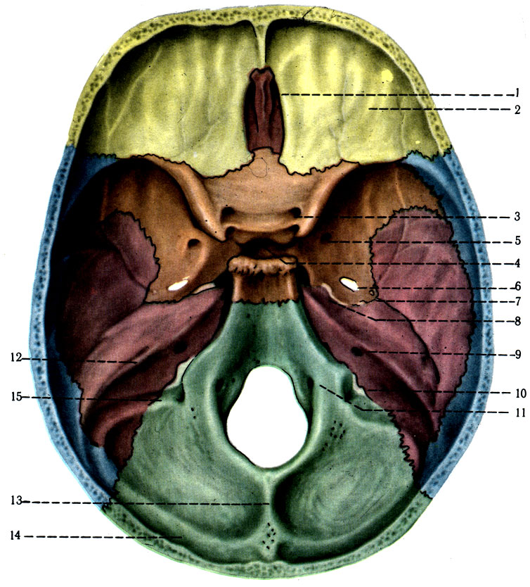 59. Внутреннее основание черепа. 1 - crista galli; 2 - pars orbitalis ossis frontalis; 3 - canalis opticus; 4 - fossa hypophysialis; 5 - for. rotundum; 6 - for. ovale; 7 - for. spinosum; 8 - for. lacerum. 9 - porus aciisticus internus; 10 - for. jugulare; 11 - canalis n. hypoglossis; 12 - pyramis; 13 - crista occipitalis interna; 14 - sulcus transversus; 15 - sulcus sigmoideus
