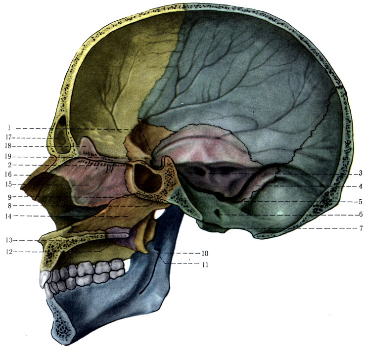 60. Парасагиттальный распил черепа. 1 - sella turcica; 2 - dorsum sellae; 3 - porus acusticus internus; 4 - sulcus sinus sigmoideus; 5 - for. jugulare; 6 - canalis n. hypoglossi; 7 - condylus occipitalis; 8 - synchondrosis sphenooccipitalis; 9 - sinus sphenoidalis; 10 - mandibula; 11 - for. mandibulars; 12 - lamina horizontalis ossis palatini; 13 - processus p ilatinus; 14 - vomer; 15 - lamina perpendicularis ossis ethmoidalis; 16 - os nasale; 17 - sinu frontalis; 18 - crista galli; 19 - for. opticum
