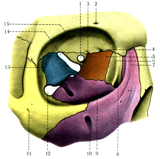 61. Глазница правая. 1 - for. opticum; 2 - for. supraorbital; 3 - for. ethmoidale posterius; 4 - for. ethmoidale anterius; 5 - lamina or bi talis ossis ethmoidalis; 6 - os lacrimale; 7 - processus frontalis; 8 - sulcus lacrimalis; 9 - fades orbitalis maxillae; 10 - for. infraorbitale; 11 - for. zygomaticofacial; 12 - fissura orbitalis inferior; 13 - facies orbitalis alae majoris; 14 - fissura orbitalis superior; 15 - facies orbitalis ossis frontalis