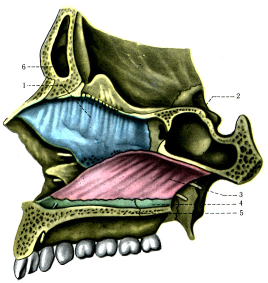 62. Костный скелет перегородки носовой полости. 1 - lamina perpendicularis ossis ethmoidalis; 2 - sinus sphenoidalis; 3 - vomer; 4 - crista nasalis; 5 - processus palatinus maxillae; 6 - sinus frontalis