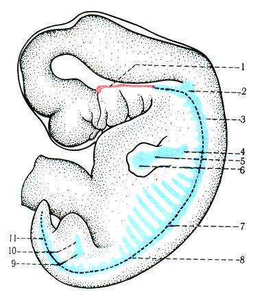 69. Схематизированный рисунок предхрящевых скоплений мезенхимы у эмбриона человека длиной 9 мм (по Бардину). 1 - хорда; 2 - затылочный комплекс; 3 - III шейный позвонок; 4 - лопатка; 5 - кости руки; 6 - ладонная пластинка; 7 - VII ребро; 8 - I поясничный позвонок; 9 - таз; 10 - кости ноги; 11 - крестцовые позвонки