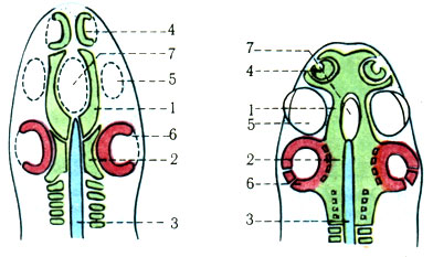 70. Закладка предхордовых и околохордовых пластинок развивающегося черепа. 1 - предхордовые пластинки (перекладины); 2 - околохордовые пластинки; 3 - хорда; 4 - обонятельная капсула; 5 - зрительная ямка; 6 - слуховая капсула; 7 - основоглоточный канал