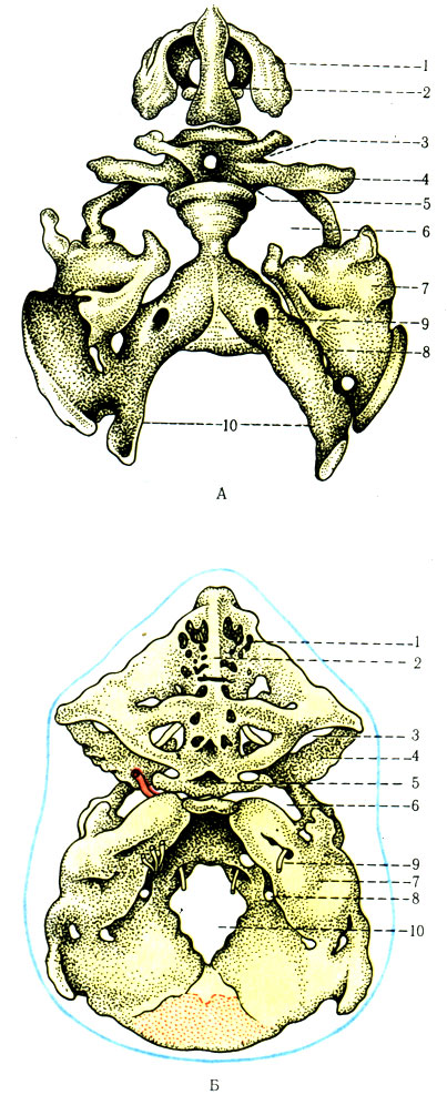 71. Хрящевое основание черепа (по Hertwig). А - эмбрион 7 нед.; Б - плод 3 мес.; 1 - обонятельная капсула; 2 - решетчатая кость; 3 - верхняя глазничная щель; 4 - большое крыло клиновидной кости; 5 - турецкое седло; 6 - рваное отверстие; 7 - слуховая капсула; 8 - яремное отверстие; 9 - внутреннее слуховое отверстие; 10 - большое затылочное отверстие