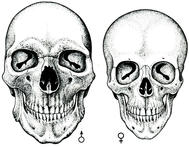 79. Мужской и женский черепа (по А. П. Быстрову)