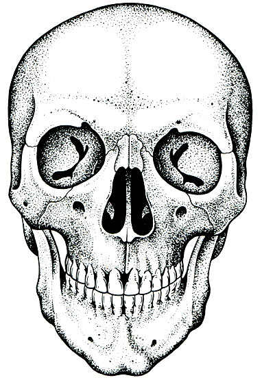 80 Б. Асимметрия черепа взрослого человека (по А. П. Быстрову)