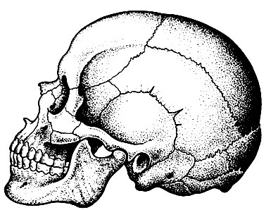 83. Атавистические варианты костей черепа (по А. П. Быстрову)