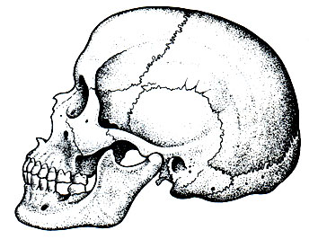 85 А. Расовые особенности формы черепа (по А. П. Быстрову). Череп европейца