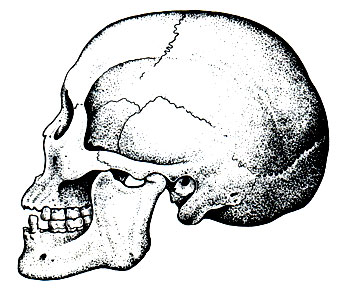85 Б. Расовые особенности формы черепа (по А. П. Быстрову). Череп эскимоса