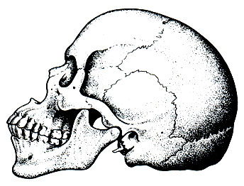 85 В. Расовые особенности формы черепа (по А. П. Быстрову). Череп негра